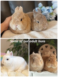 Adult Netherland dwarfs BEW fawn orange breeder buck doe rabbit 