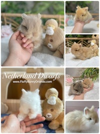 Netherland dwarf breeder in Florida, bunny for sale, cute rabbit bunnies pet for children